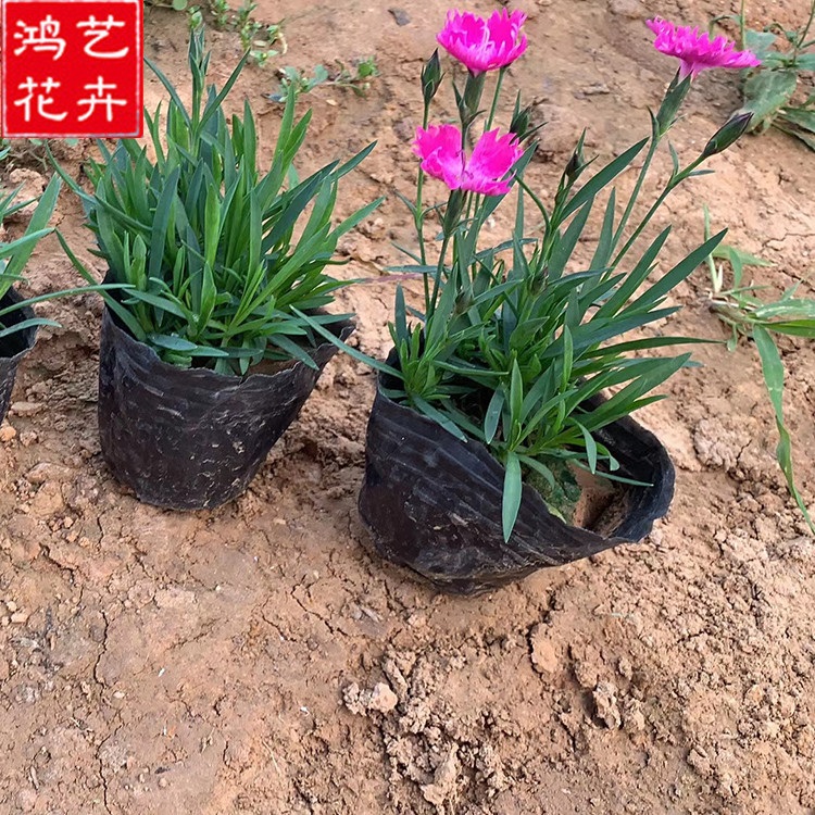 地被石竹小苗 宿根草花 地被石竹直销