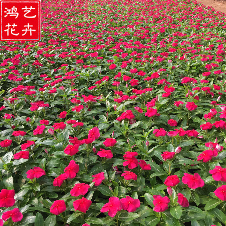 长春花种植基地 价格实惠 青州苗圃基地 天天开杯苗