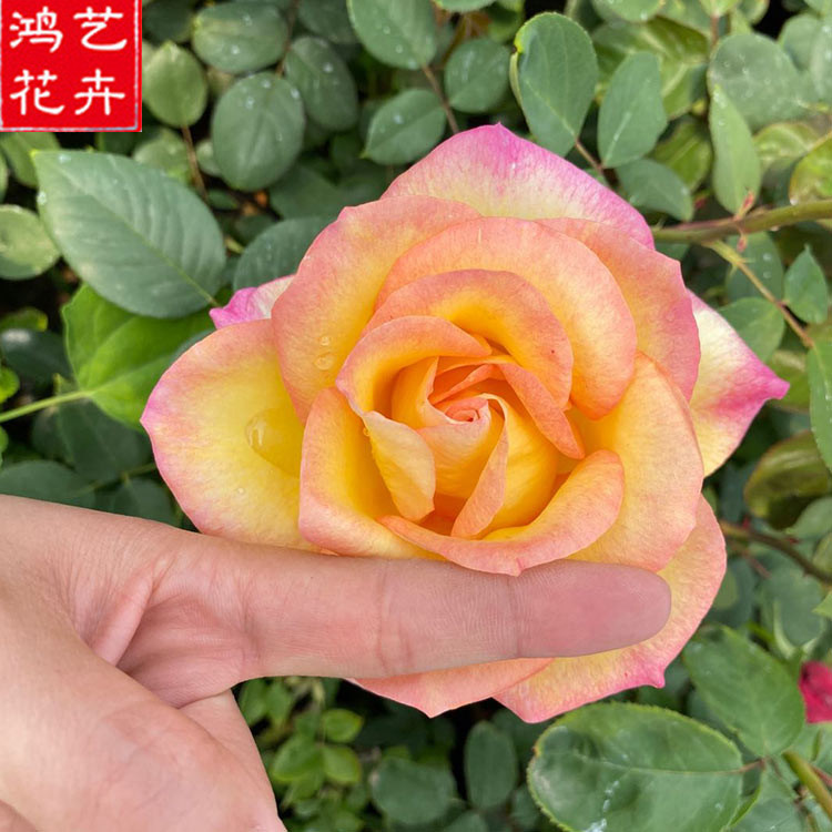 嫁接月季 嫁接月季批发 大量批发