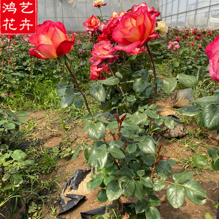 高杆月季 高杆月季价格 价格从优