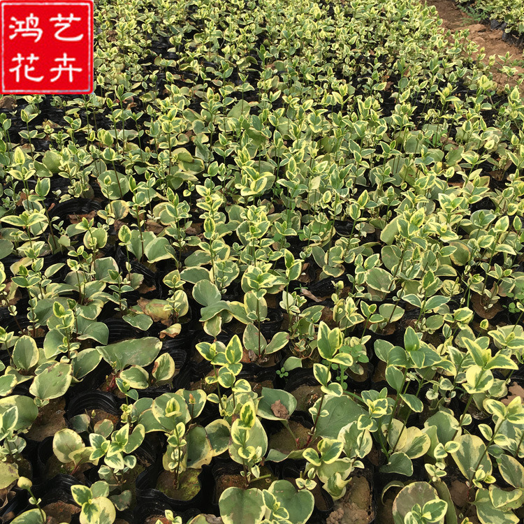 基地直销 山东长春花 长春花批发