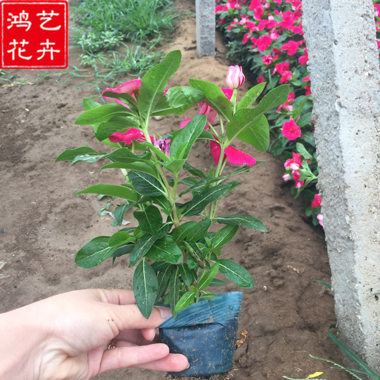 长春花批发商 好苗预定 宿根草花种植基地 长春花小苗