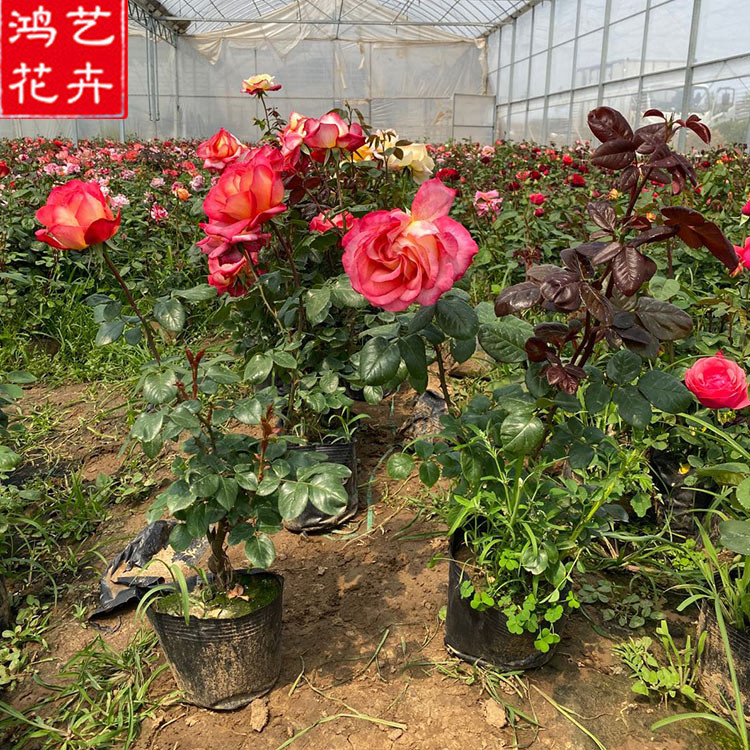 大量批发 品种月季供应商 青州品种月季