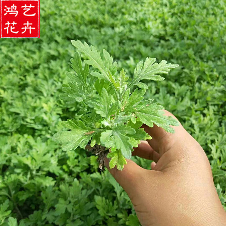 国庆菊杯苗行情 开花草花 山东国庆菊杯苗