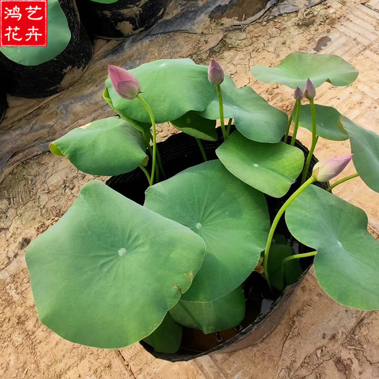 价格从优 荷花 荷花价格