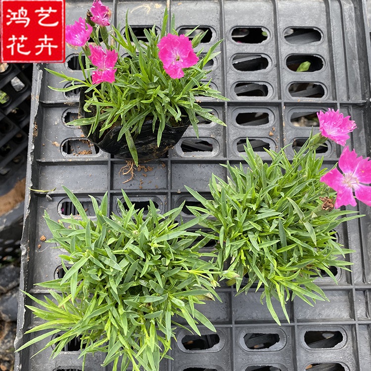地被石竹小苗 青州草花 欧石竹供应商