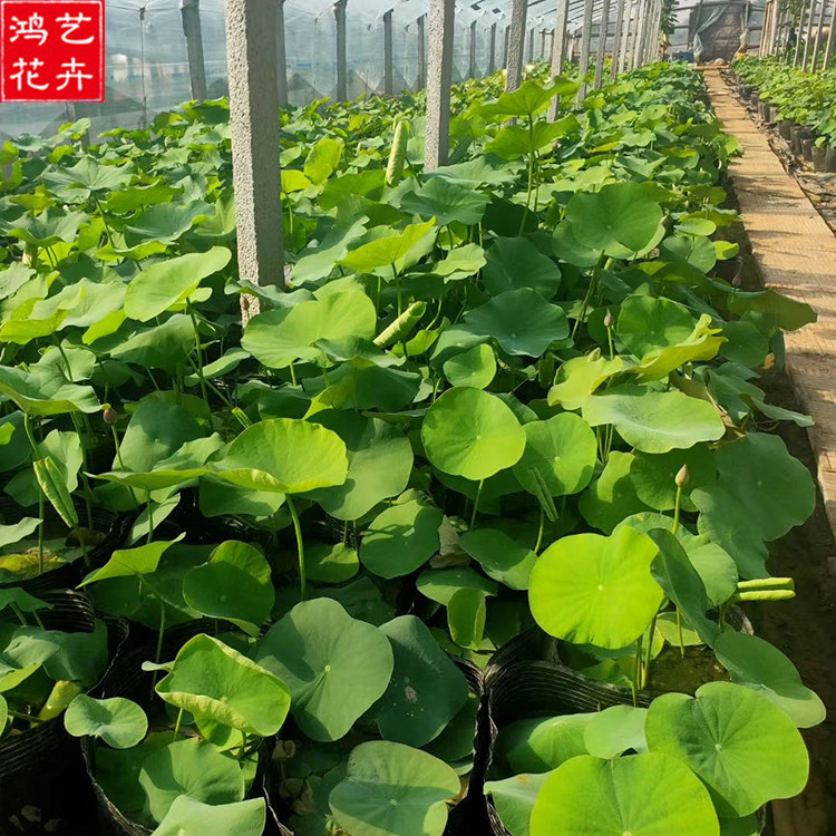 苗圃基地批发 开花荷花 荷花批发