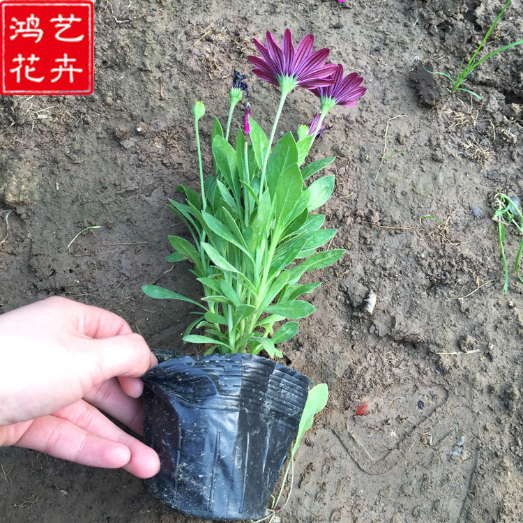 基地直销 万寿菊 青州草花 万寿菊行情