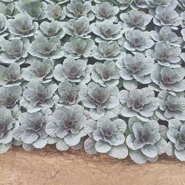 绿叶甘蓝 羽衣甘蓝价格 植株高大 好苗售卖地