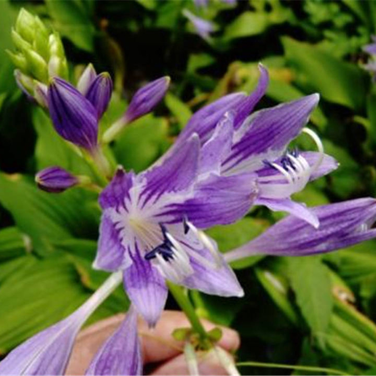 宿根草花批发紫玉簪质优价廉 紫玉簪基地