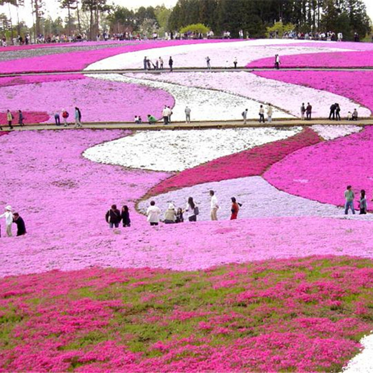 丛生禄福考直销 青州芝樱 江浩花卉