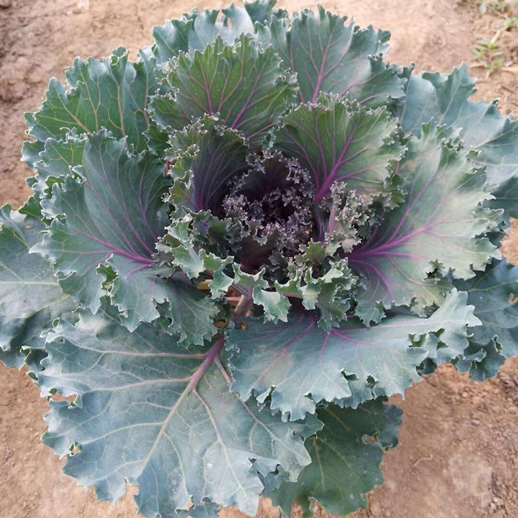 羽衣甘蓝苗 羽衣甘蓝培育基地 根系发达 自产自销