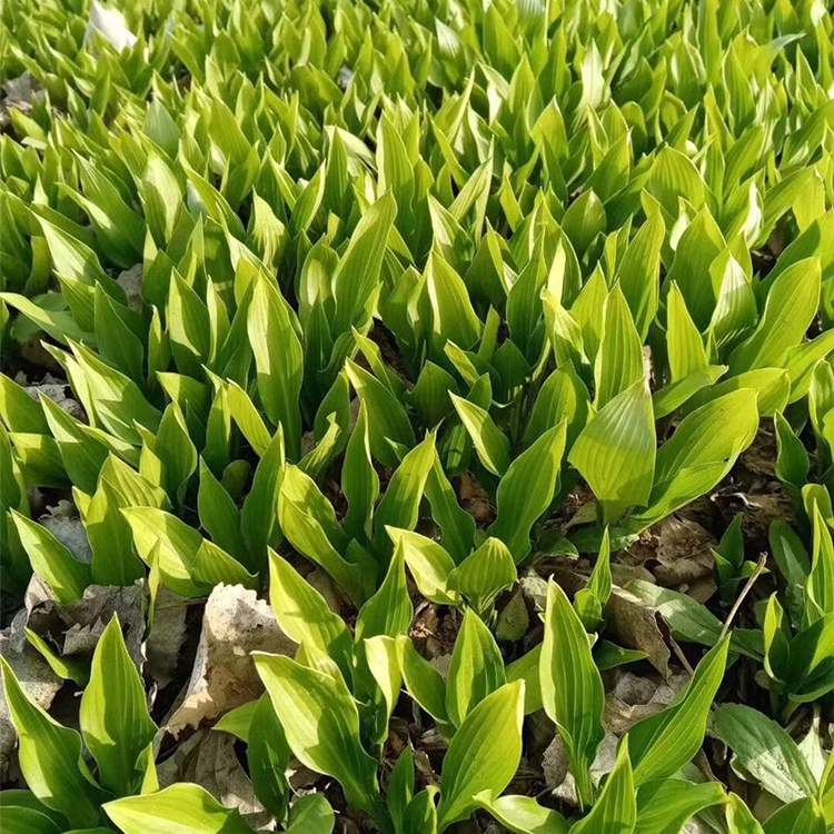宿根草花批发紫玉簪小苗质优价廉 紫玉簪价格