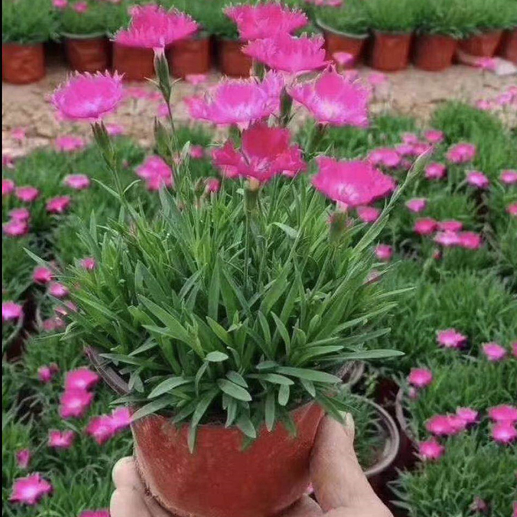 欧石竹  欧石竹供货商 山东宿根花卉 基地直售