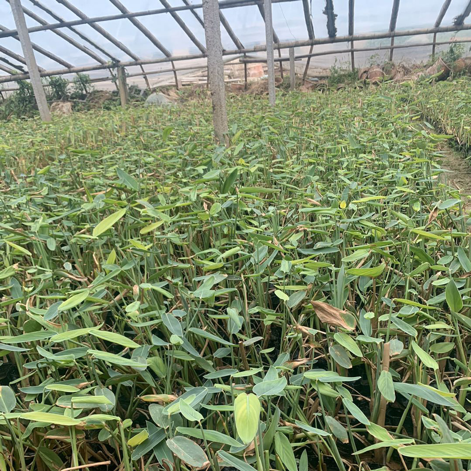 滨海沙滩美化水生再力   再力花供应商  植株翠绿生机盎然