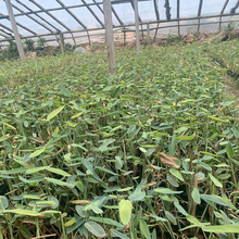 滨海沙滩美化水生再力   再力花供应商  植株翠绿生机盎然