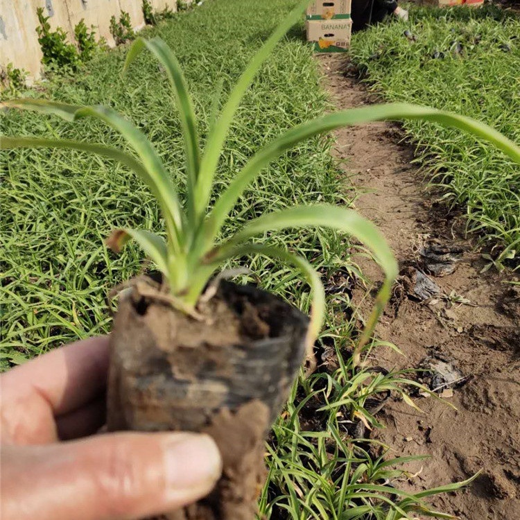 山东金娃娃萱草  金娃娃萱草培育  金娃娃萱草批发价格