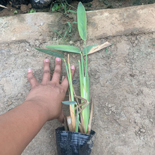 水生植物再力花  再力花小苗出售 欢迎咨询静竹花卉