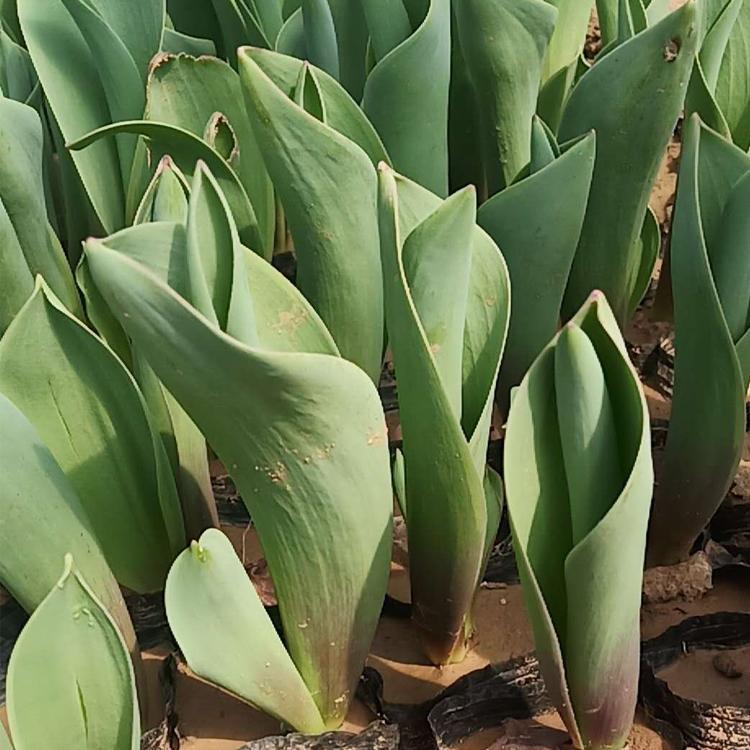 郁金香花海用苗  郁金香出售  大型而艳丽