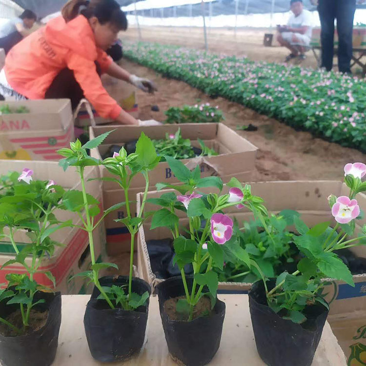 双色盆夏堇花  夏堇小苗价格  姿色柔美观赏性好