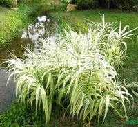 水生植物 花叶芦竹苗圃直发 --静竹花卉