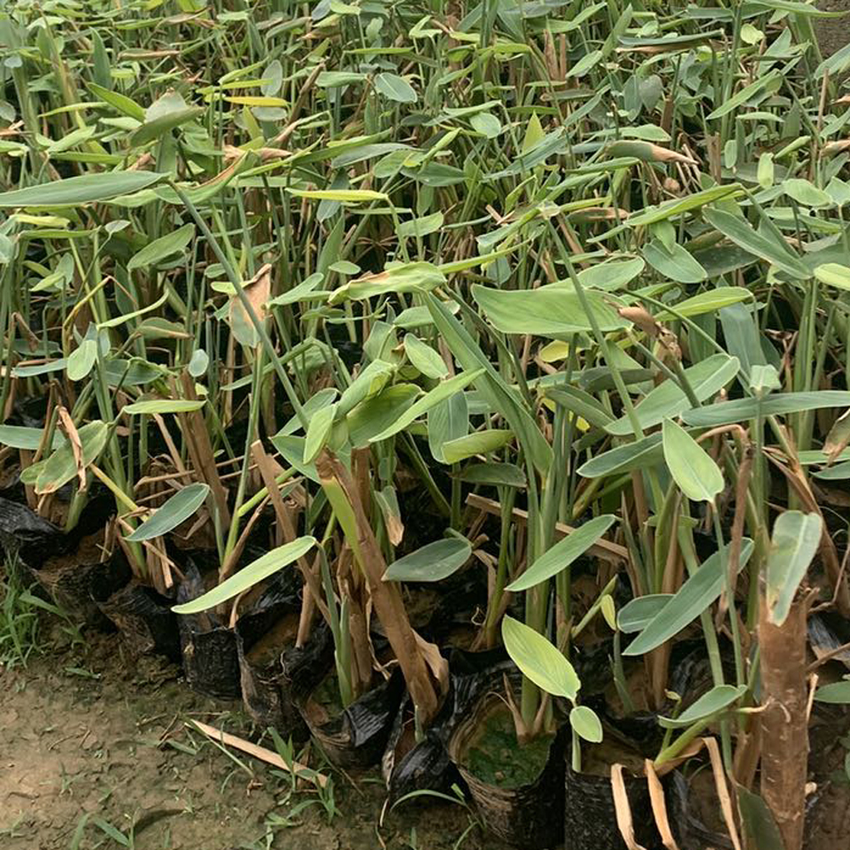 水生植物再力花   再力花培育基地  湿地绿化观赏