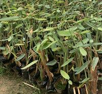 水生植物再力花   再力花培育基地  湿地绿化观赏