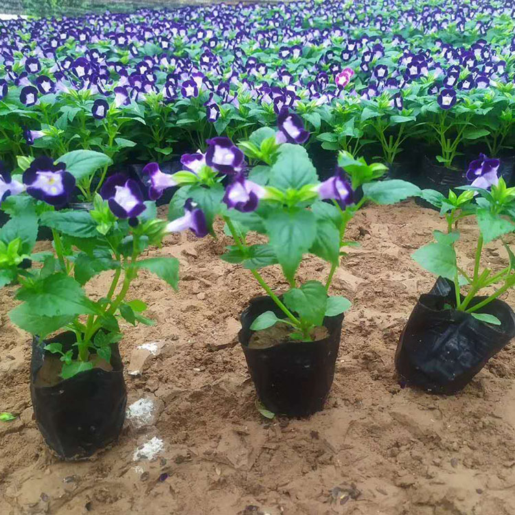 夏堇花营养杯苗  夏堇供应商  夏堇种植基地