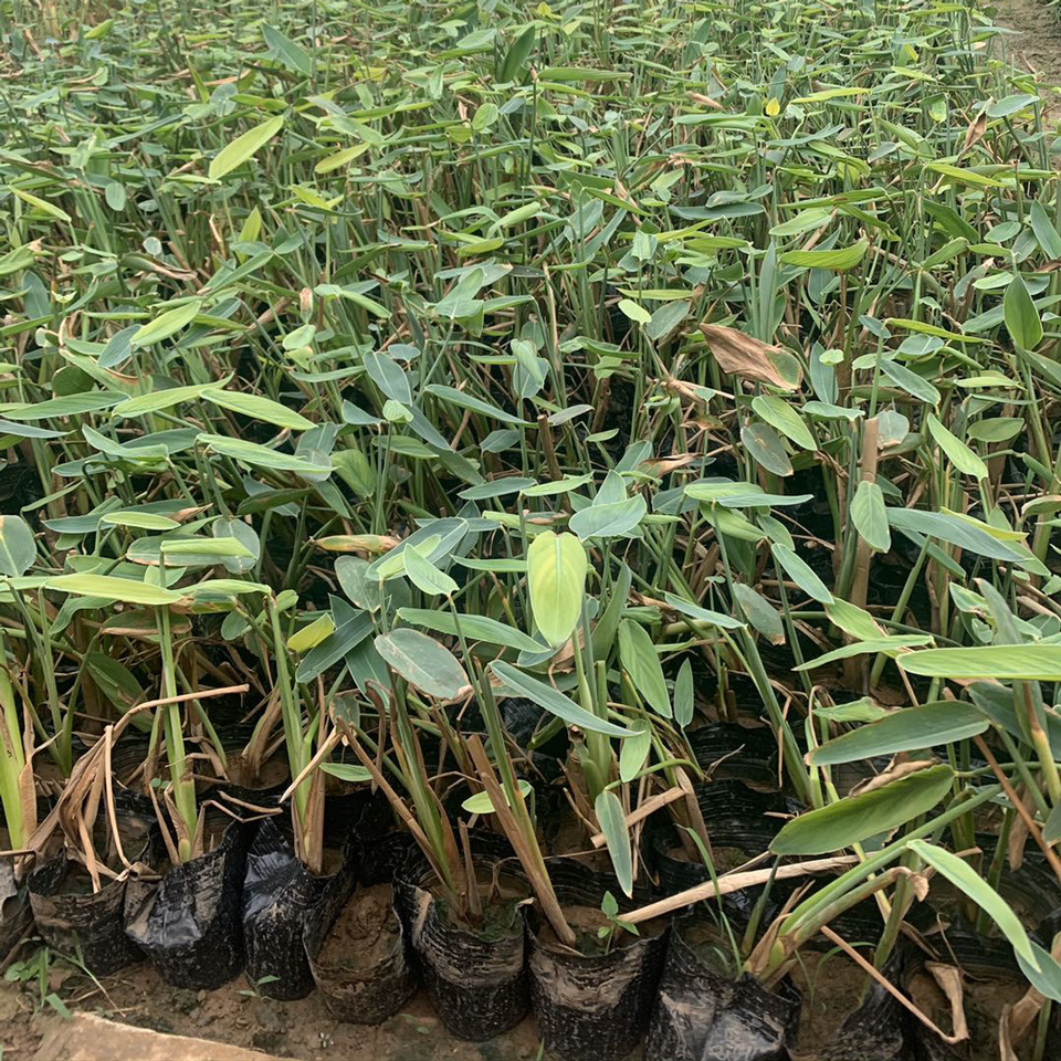 盆栽观赏再力花   再力花培育基地  庭院水体景观打造