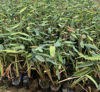 盆栽观赏再力花   再力花培育基地  庭院水体景观打造