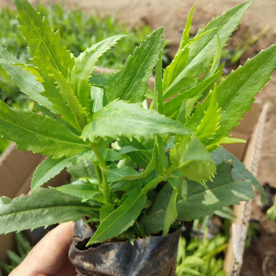 【静竹花卉】 红王子锦带报价 红王子锦带基地直发