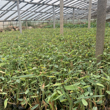 水生植物再力花  再力花小苗  基地直发