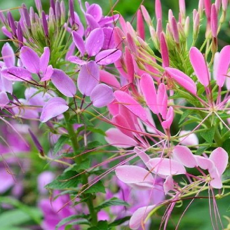 绿化工程用  醉蝶花种植基地  基地直供 价格优