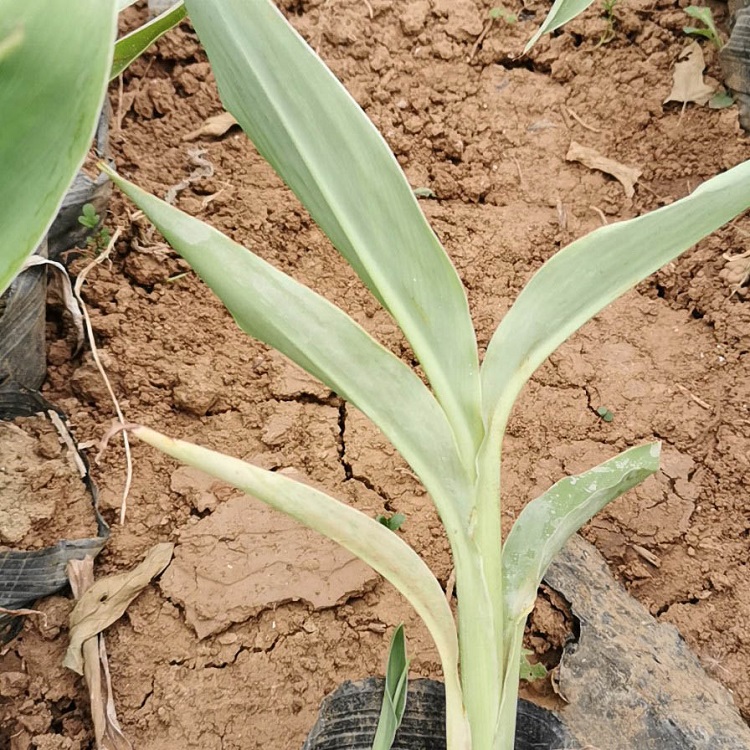 美人蕉供应  美人蕉种植基地  保质保量