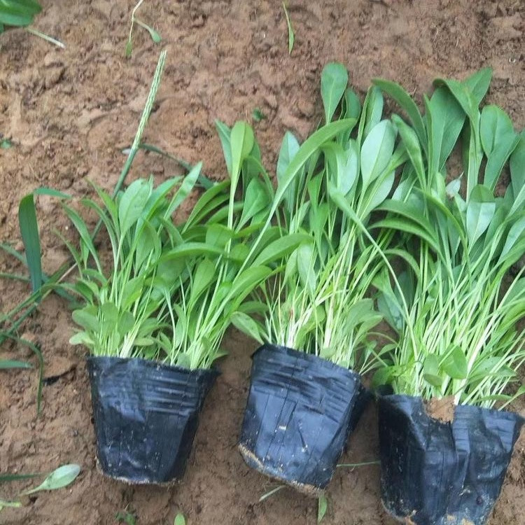 种植宿根花卉  金鸡菊培育  山东金鸡菊种植基地
