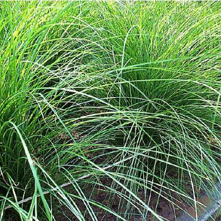 观赏草细叶芒  细叶芒种植基地  大量供应