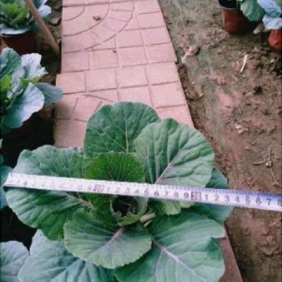 羽衣甘蓝大量批售  青州羽衣甘蓝  羽衣甘蓝小苗