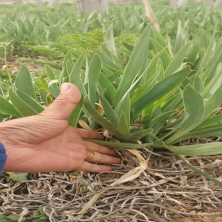 水生鸢尾供应商  景区绿化工程用苗 
