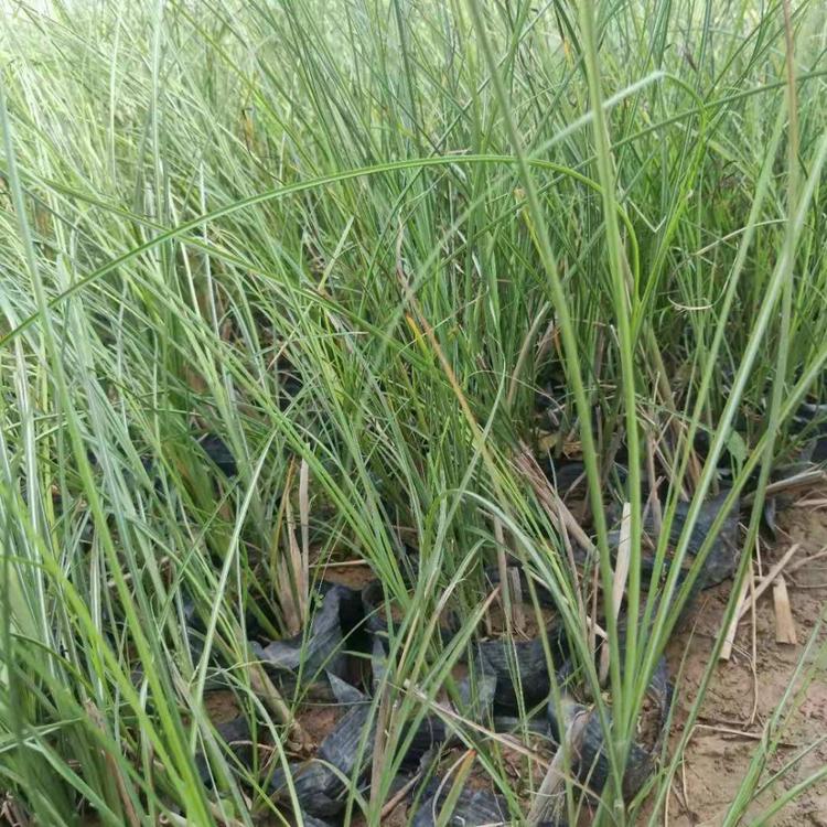 茂刚  观赏草细叶芒  细叶芒批发
