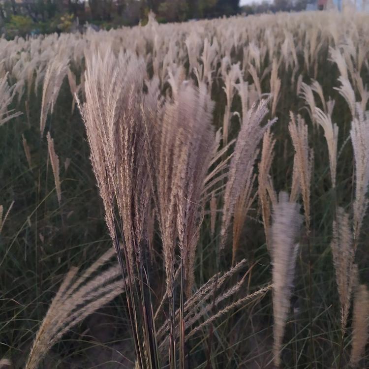 茂刚  绿化用细叶芒  细叶芒价格