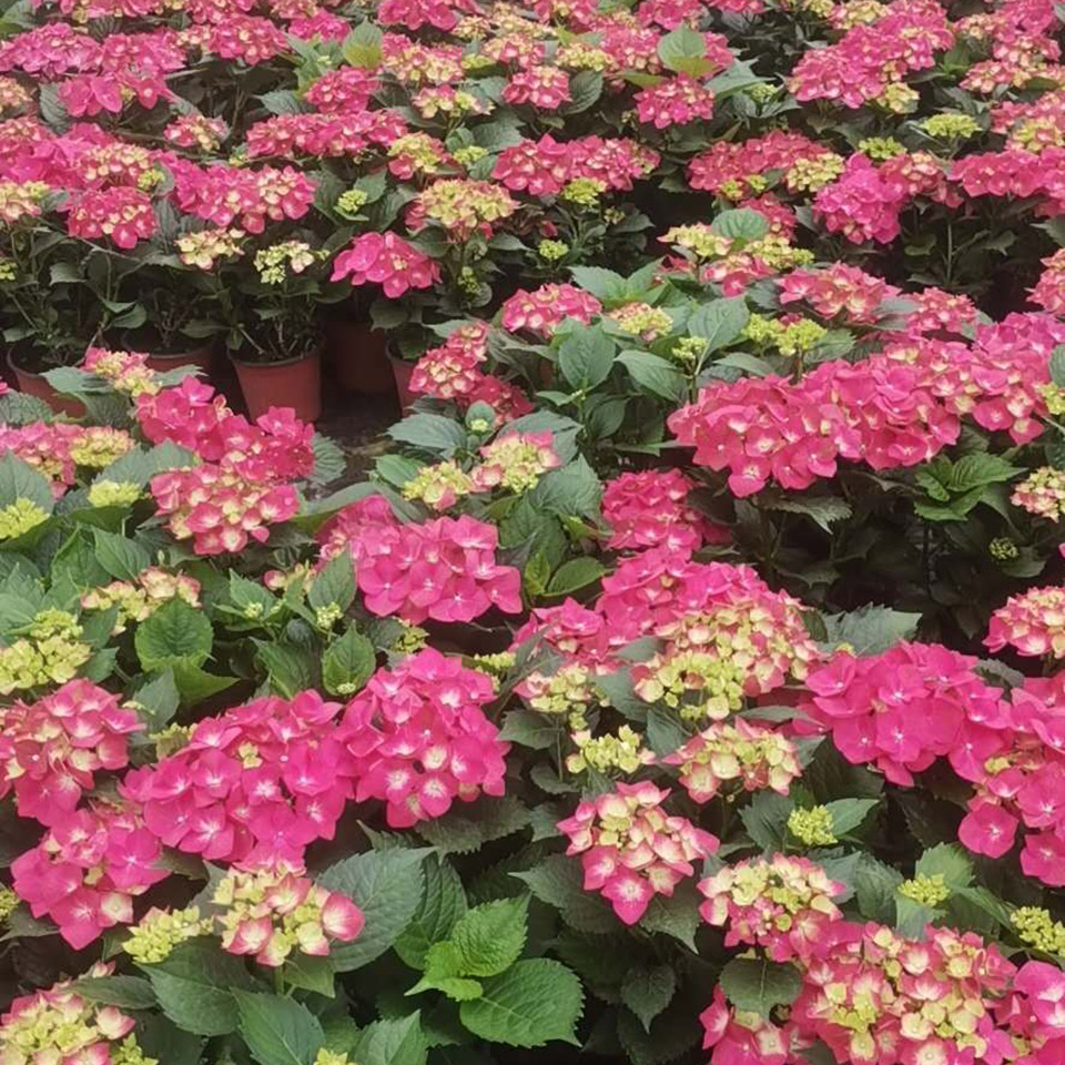 茂刚花卉大量供应绣球  无尽夏绣球批发  报价实在
