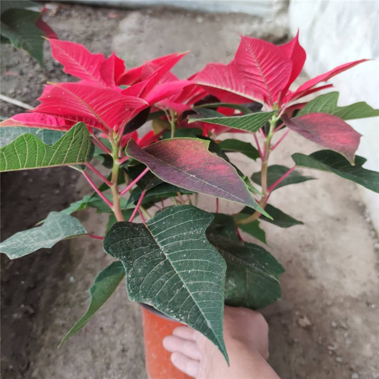 出售一品红  一品红种植基地  量大优惠