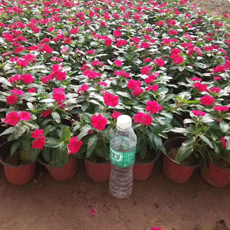 四季开花  长春花出售  天天开苗圃供应