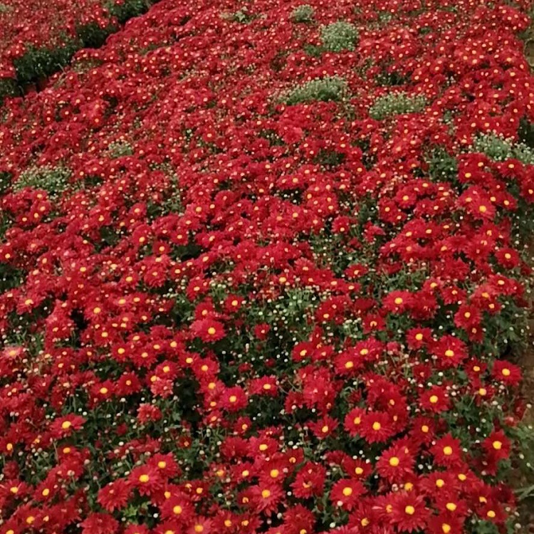 长期供应大菊花 大菊花基地 十月一花卉租摆用