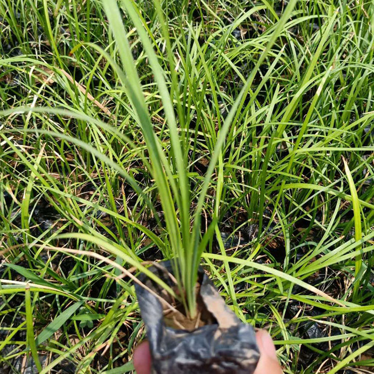 山东麦冬草 价格从优 麦冬草批发价格