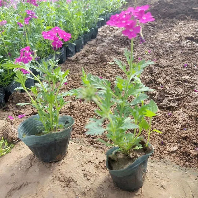 美女樱种苗价格 花海专用 青州美女樱种苗