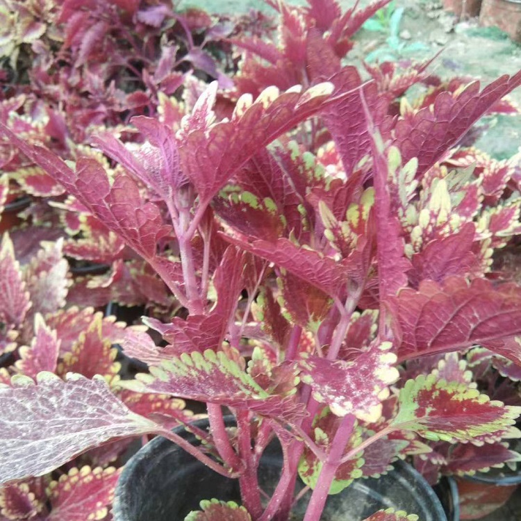 青州火焰彩叶草 火焰彩叶草供应商 铭秀花卉