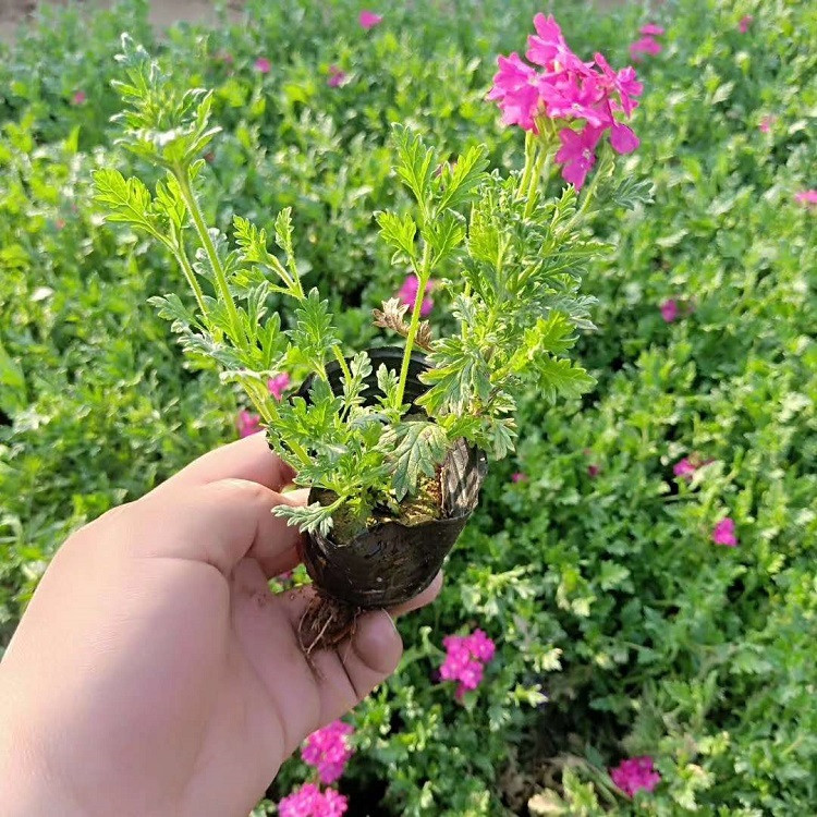 美女樱种苗价格 美女樱花海 青州美女樱种苗