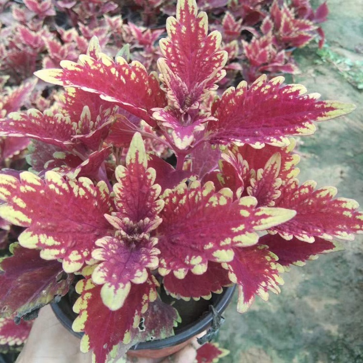 火焰彩叶草批发 出售彩叶草 基地供应