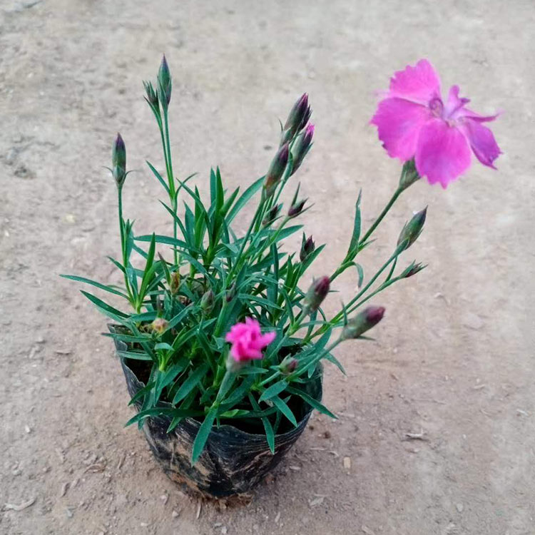 销售好苗 欧石竹营养钵 欧石竹种植基地